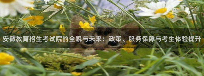 新航娱乐设施：安徽教育招生考试院的全貌与未来：政策、服务保障